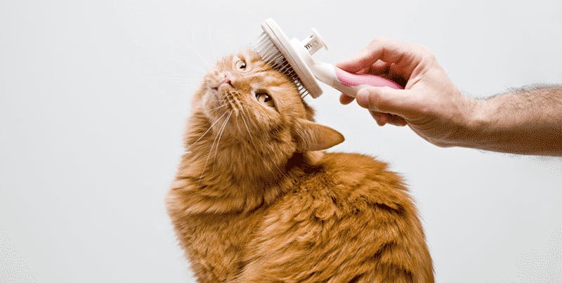 Living-With-Cat-Allergies_800_403.png Living-With-Cat-Allergies_800_403.png