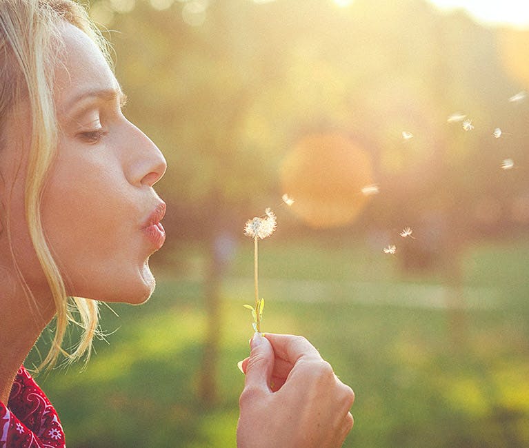Die Sonnenblume kann Pollenallergie Symptome auslösen, das kann zu Heuschnupfen führen.