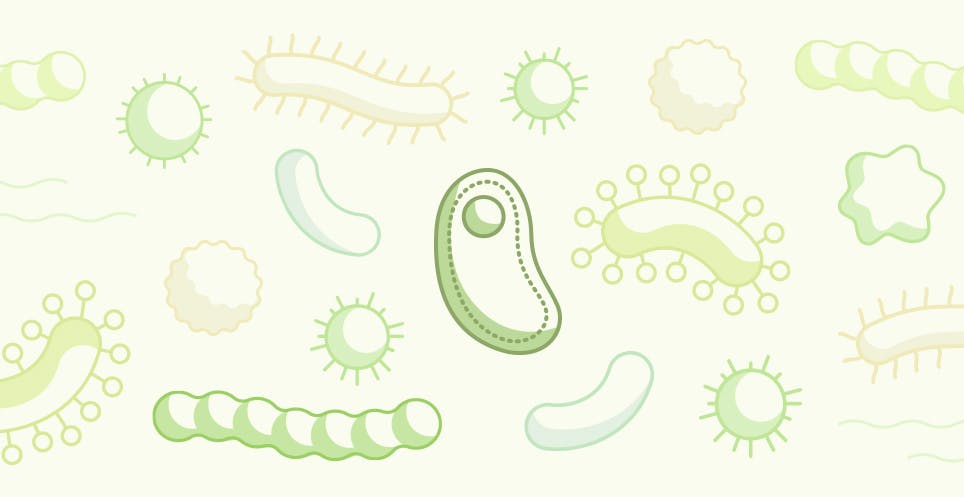Healthy gut bacteria positively impacts the microbiome Healthy gut bacteria positively impacts the microbiome