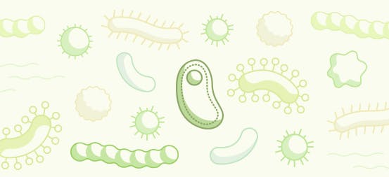 Healthy gut bacteria positively impacts the microbiome Healthy gut bacteria positively impacts the microbiome