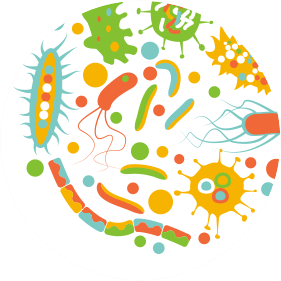 Gut Flora Gut Flora