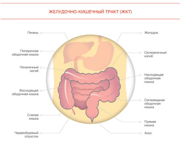 Interesnye Fakty O Pishevarenii I Mikroflore Bifiform Ru Normalizaciya Mikroflory Kishechnika Dlya Vsej Semi