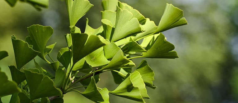 Obrázek listů ginkgo.