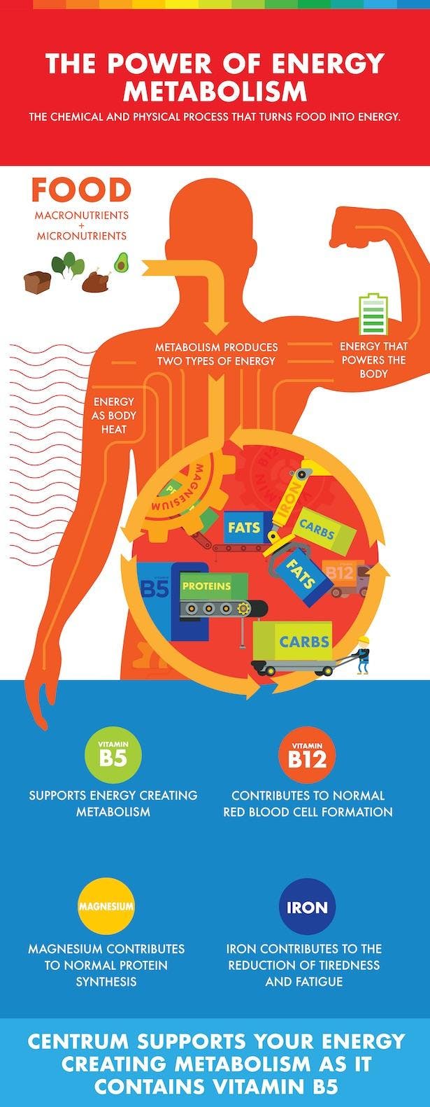 Infographic about metabolism.