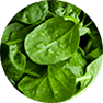 Folate Folate