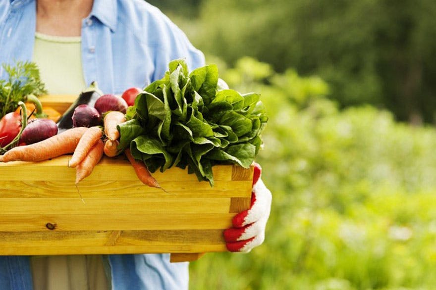 Fresh_vegetables_farm Fresh_vegetables_farm