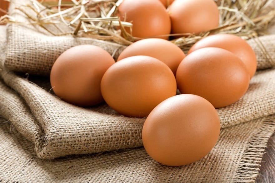 Many_eggs Many_eggs