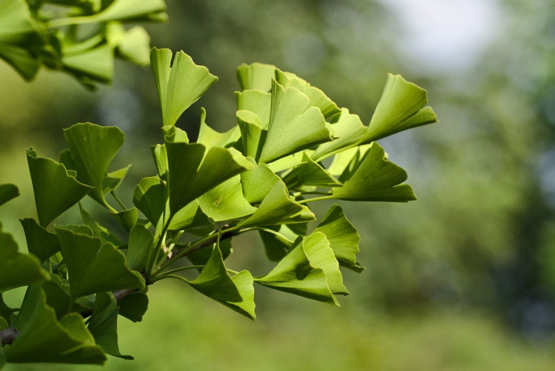 Εικόνα φύλλων του ginkgo