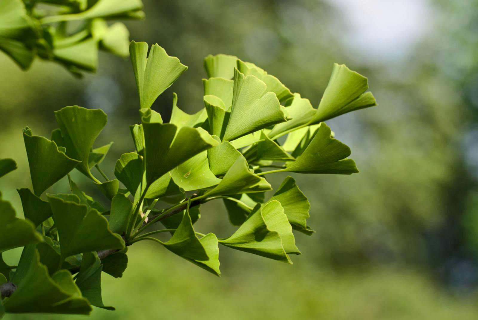 Afbeelding van ginkgobladeren.