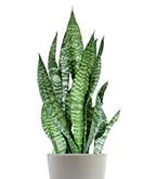 Best_Plants_Best_3 Best_Plants_Best_3