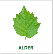alder alder