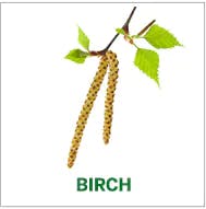 birch birch