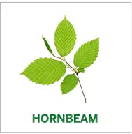 hornbeam hornbeam