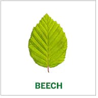 beech beech