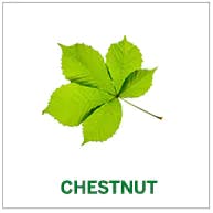 chestnut chestnut