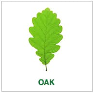 oak oak
