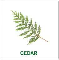 cedar cedar