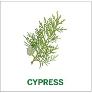cypress cypress