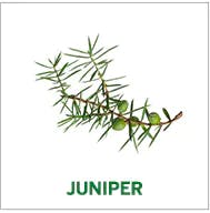 juniper juniper