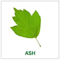 ash ash