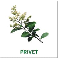 privet privet