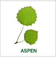 aspen aspen