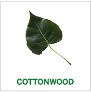 cottonwood cottonwood