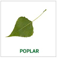 poplar poplar