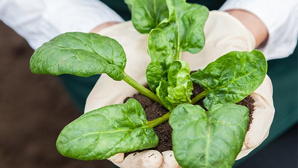 Someone holding a green spinach plant Someone holding a green spinach plant