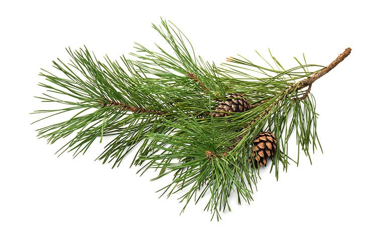 Pine tree branch Pine tree branch