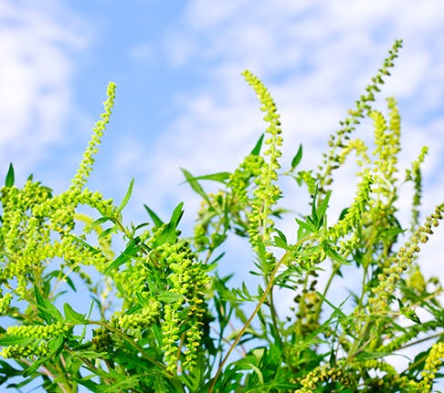 Pollen can trigger allergy symptoms during the spring season
