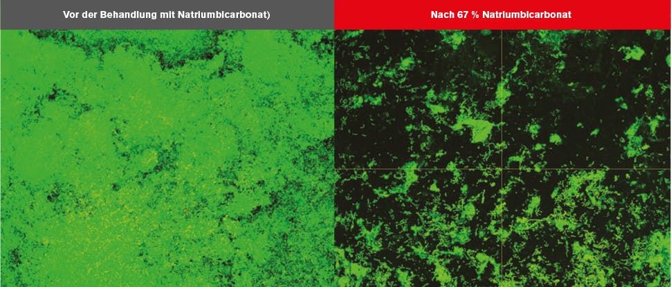 CLSM-Bilder (Confocal Laser Scanning Microscopy, konfokales Laser-Scanning-Mikroskop) des Biofilms