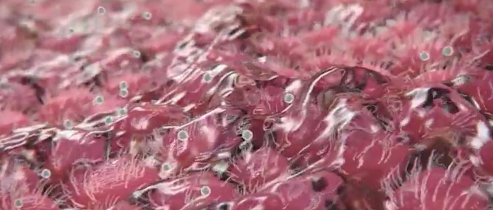 Sorbitol und Hypromellose