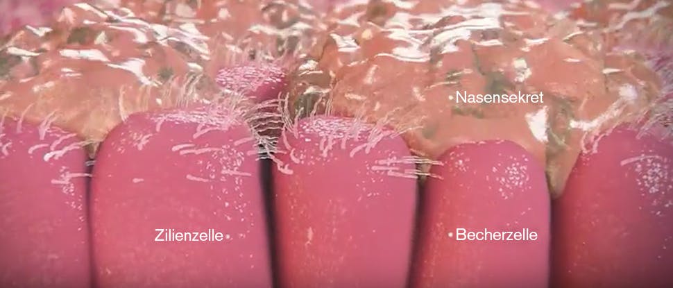 Scientific image nose