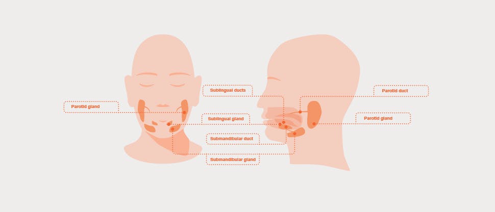Salivary gland diagram Salivary gland diagram