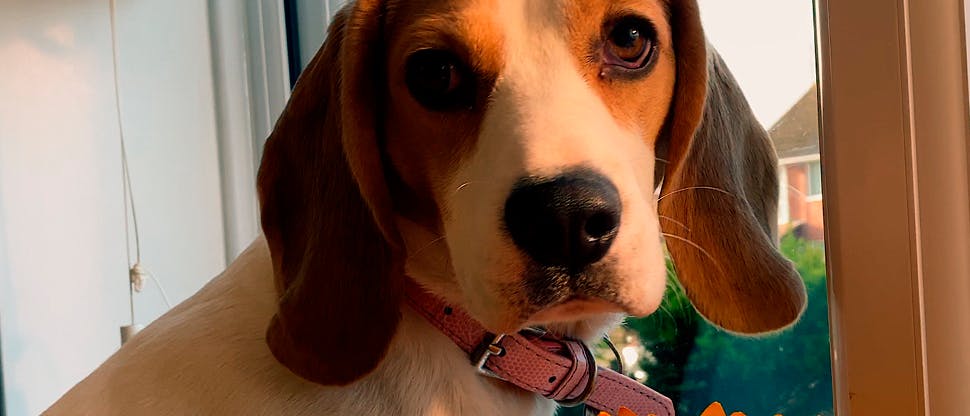 Image of Dog