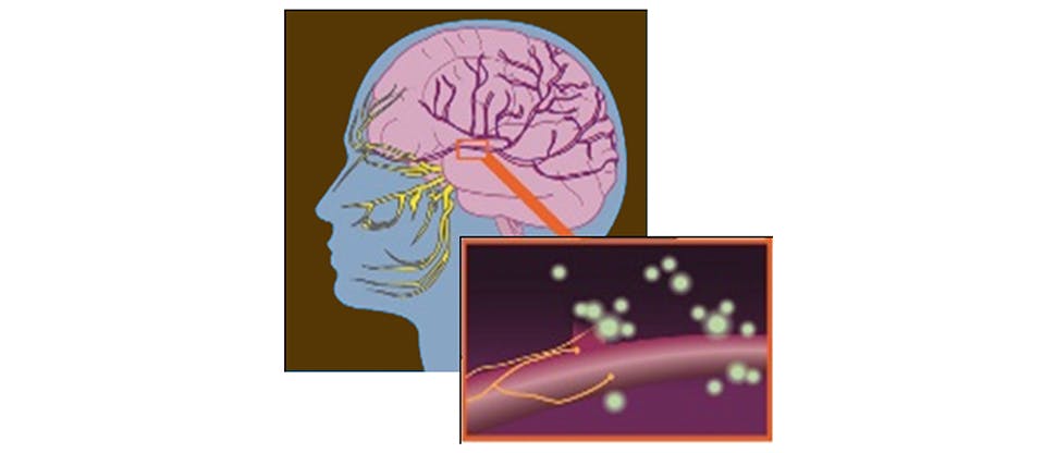 Image ID Firing neurons at the trigeminal area Firing neurons at the trigeminal area