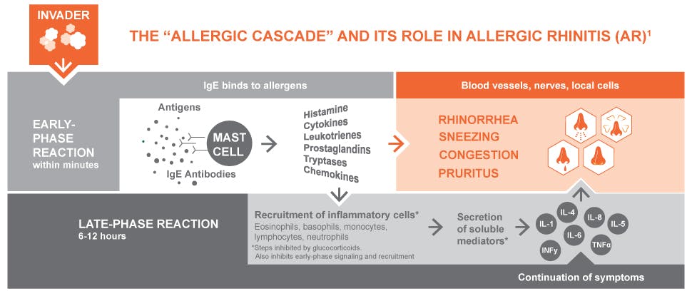 Allergic Rhinitis Ar Causes Mechanisms Gsk Health Partner