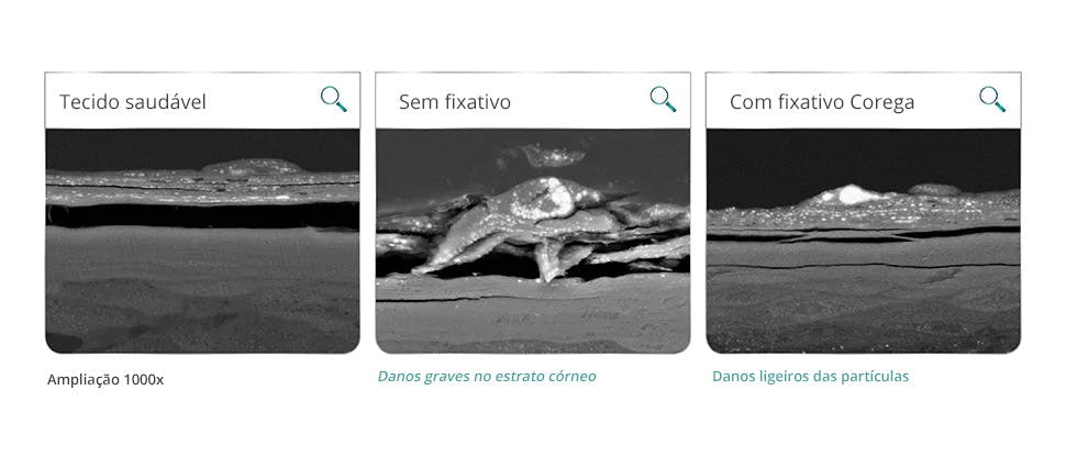 Tecido oral após 12 de agistação com sementes de papoila e discos de acriílico em testes laboratoriais