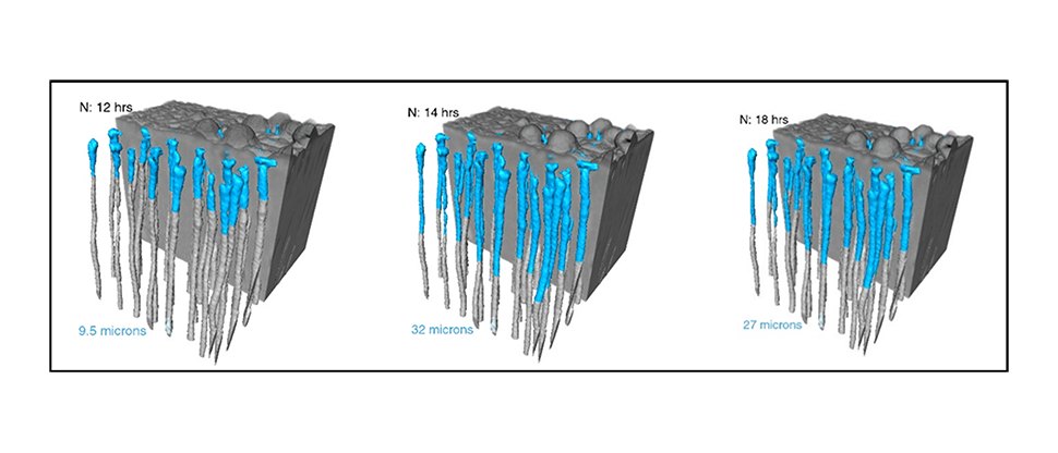 Visualização de imagem de sincrotão in vitro