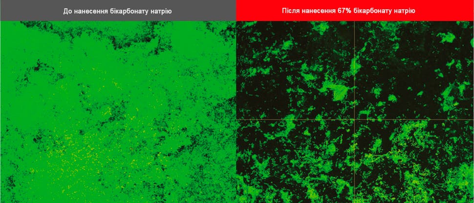 Зображення біоплівки, отримані за допомогою конфокального скануючого лазерного мікроскопа (CLSM)