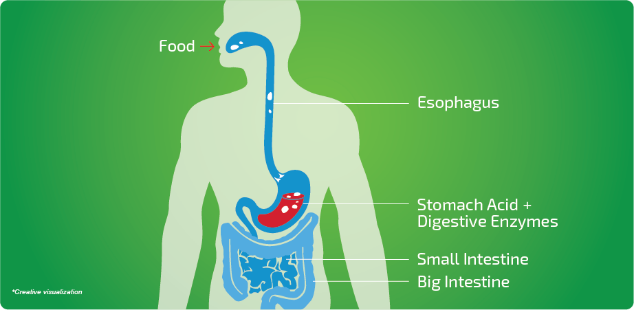 Digestive Wellness Digestive Wellness