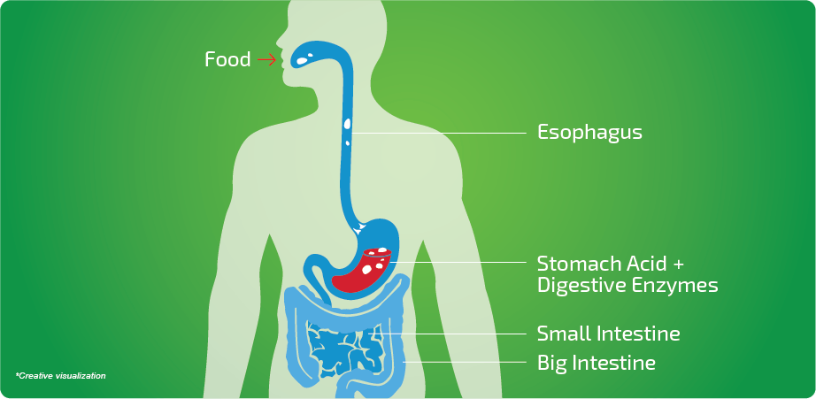 Understanding Digestive Wellness