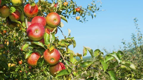 Why Apples Might Be Causing Your Gas
