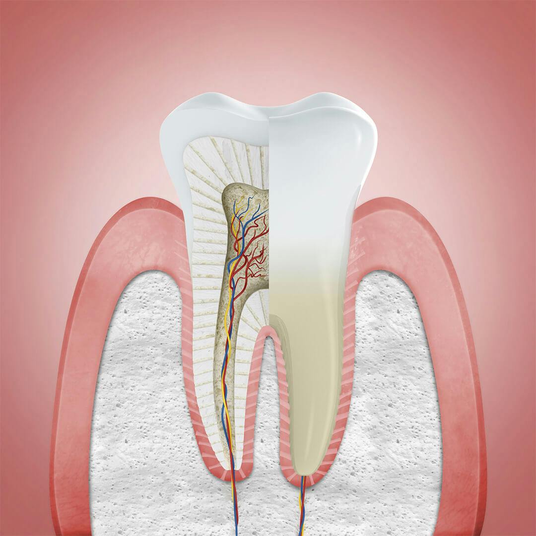 Top 94+ Images normal pictures of healthy gums Full HD, 2k, 4k