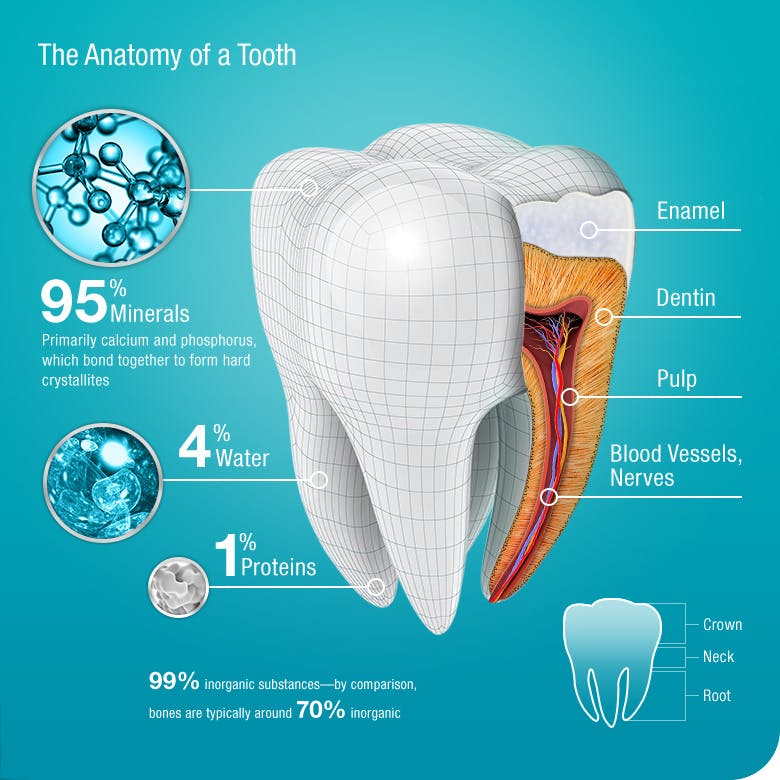 What is Tooth Enamel | Pronamel® Toothpaste