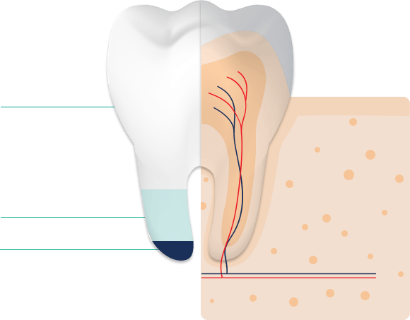 L'émail des dents est composé de 95 % de minéraux, de 4 % d'eau et de 1 % de protéines L'émail des dents est composé de 95 % de minéraux, de 4 % d'eau et de 1 % de protéines