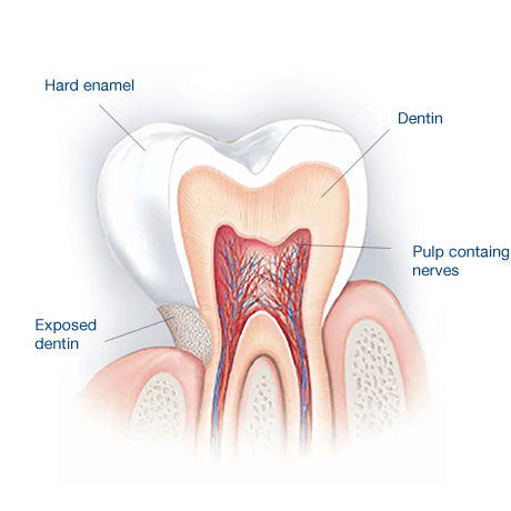 Tooth Enamel: The layer of protection for our teeth