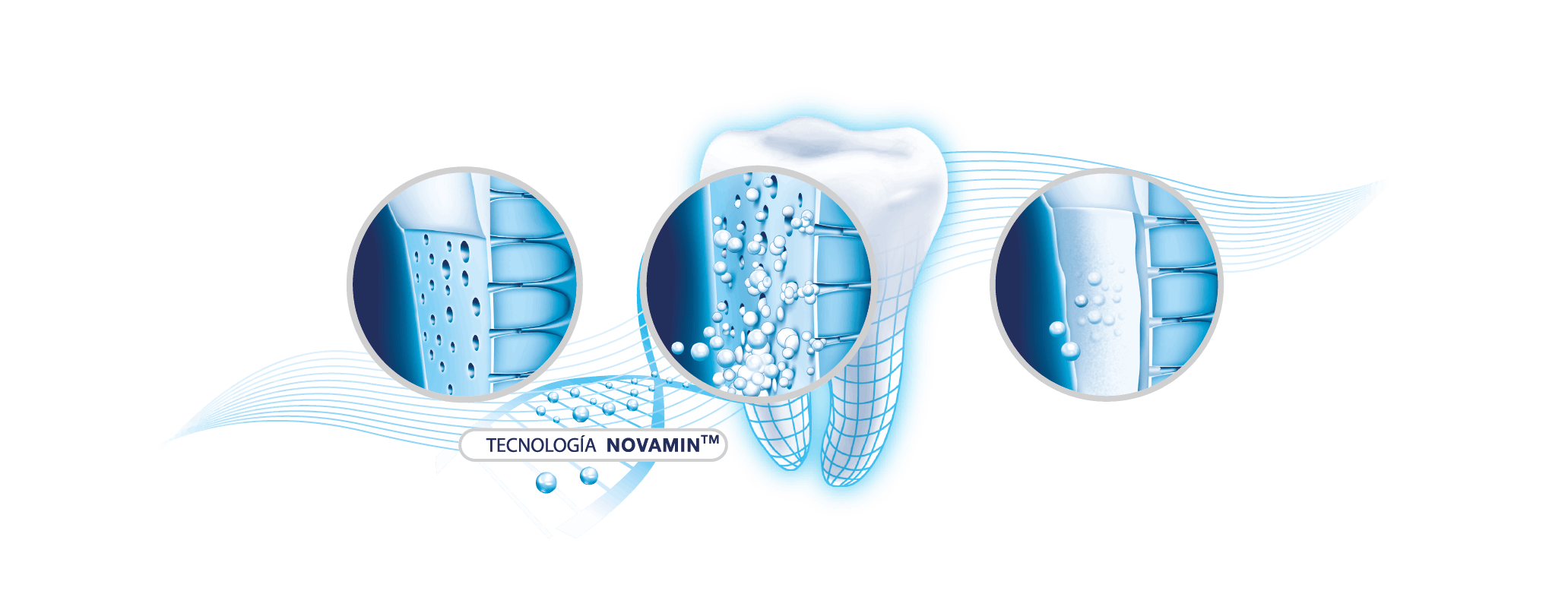 zoom diente - Tecnología NovaMin - gsk