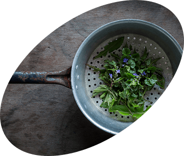 Herbs in a pot Herbs in a pot